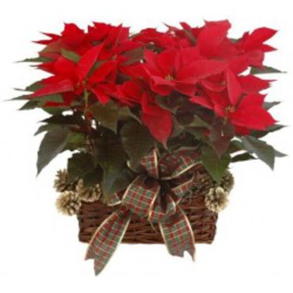 CANASTA NAVIDAD