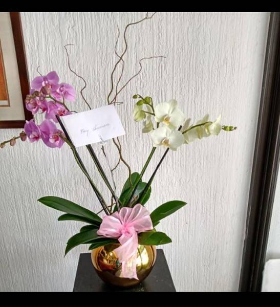 ORQUIDEAS no disponible