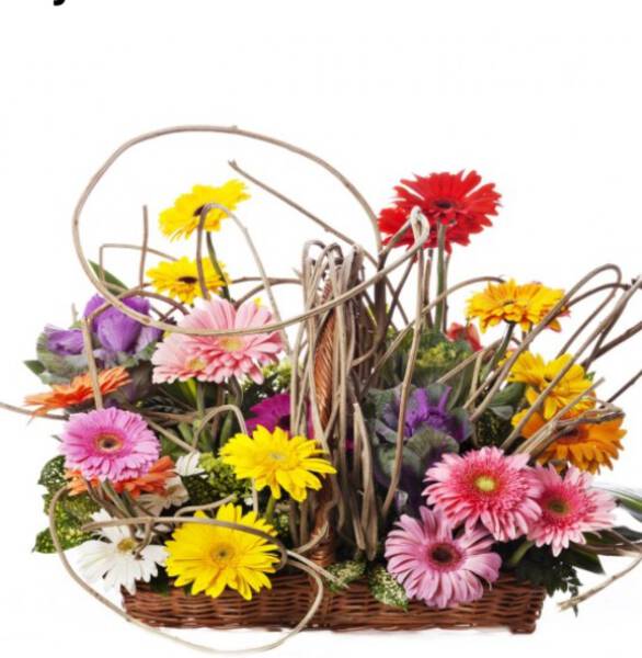 JARDIN DE GERBERAS
