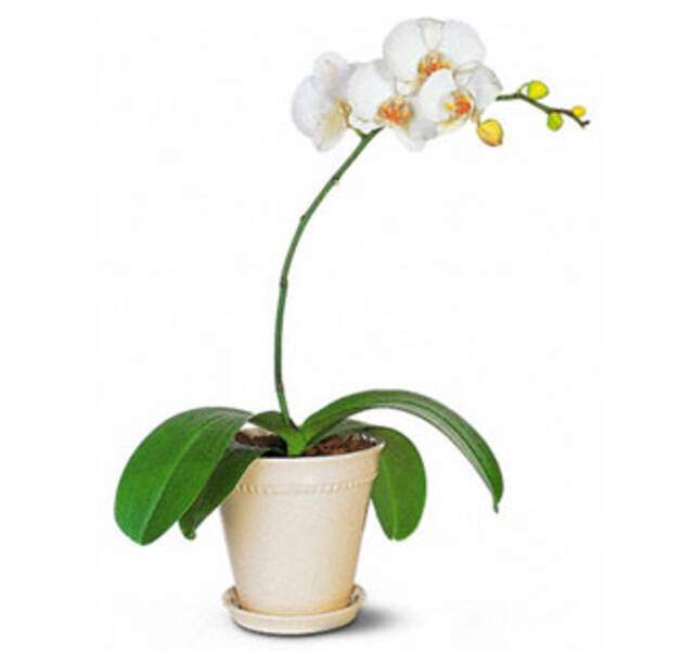 ORQUIDEA (la base puede variar)