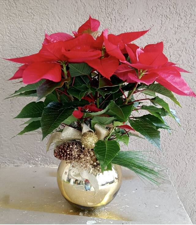 GERBERAS