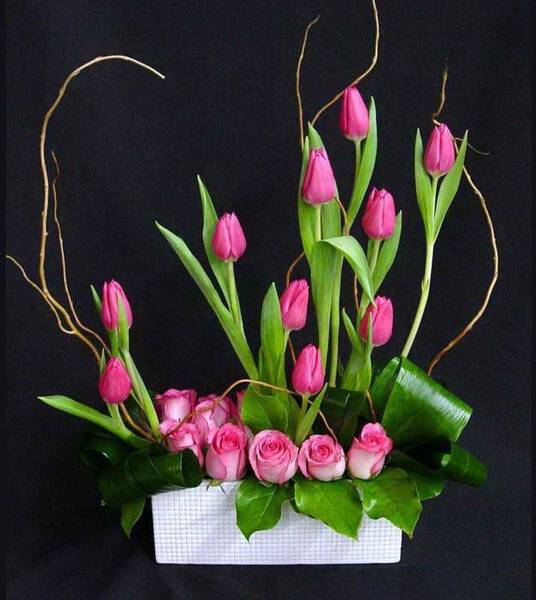 SOLO TULIPANES"